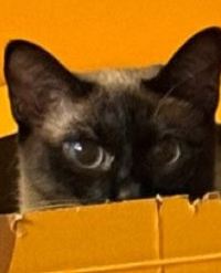 Ryan 日本橋濱町 KOKO高級飯店優惠