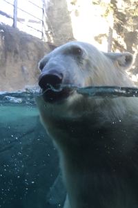 モニカ 小松館 好風亭 クーポン