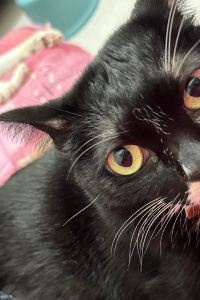 夢皮 博多AND飯店優惠