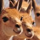 Vicuña
