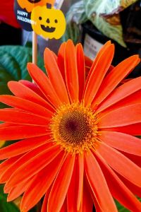 みよきち ホテルニュースター池袋 クーポン