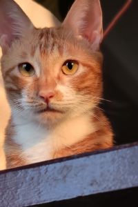 Lemlemc 榛名湖温泉ゆうすげ クーポン