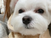Chuchu I