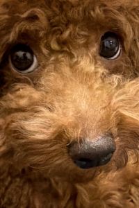 BNJ0704 東京灣東方酒店優惠