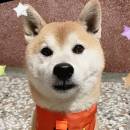 最愛柴柴