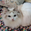 YoYoCat