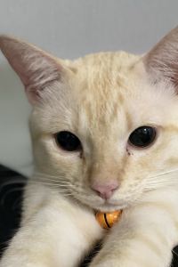 Buttercupppp 清邁蘇尼塔旅館優惠