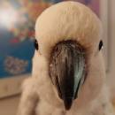 Hello雀仔