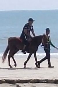 halyzaid 芙蓉棕櫚酒店優惠