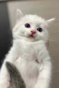 TofuPudding 澳門巴黎人優惠