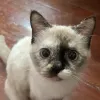 Avatar 2