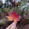 RosesC