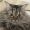 Herman_traveller