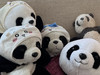 pandakunno1dayo