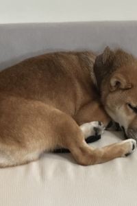 ゲスト ホテルマイステイズ鹿児島天文館2番館 クーポン