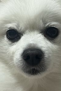 mo_zzi
