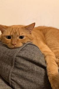 MHUi540 蘭花賓館優惠