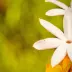 llp0066