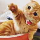 Little foodie cat