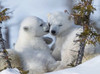 happypolarbear