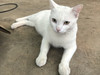 CcatWB