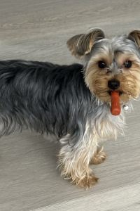 訪客用戶 天然溫泉富士櫻之湯御殿場多米快捷飯店優惠