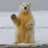 PolarBearHoliday