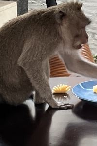 訪客 韋斯特蓋茲全套房區湖水温泉度假村優惠