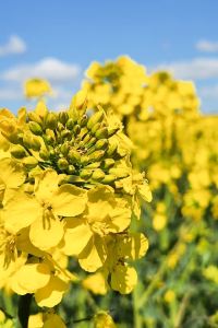 小犇女 香港帝京酒店優惠