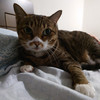 Ericcat