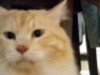 ayu.muta