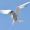 THE_TRAVEL_BIRD