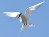 THE_TRAVEL_BIRD