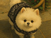 Yujing0219