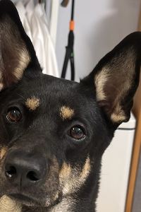 淨係識去日本 ホテルインターゲート金沢 クーポン