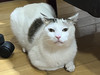 寶貝鴨