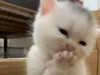 양옹