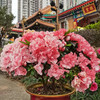 Mudan Peony