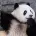 Chengdu Research Base of Giant Panda Breeding