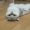 Ferin