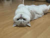 Ferin
