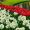Butter-