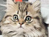 Teddy fang