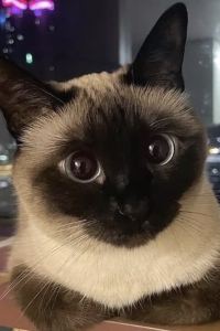 kappalife 馬來西亞飯店優惠