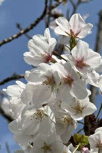 訪客用戶 東橫INN東京赤羽站東口優惠