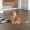Catlover-world traveller