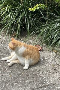 小猫喵喵