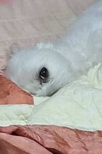봉천동오리너구리
