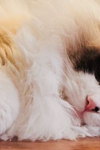 RLai 高輪東急住宿飯店（品川區）優惠