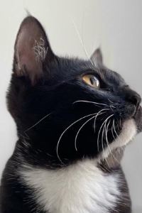 WaWa_Mac 旅館　紅葉（こうよう） クーポン